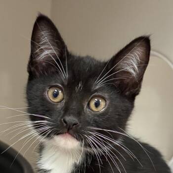 Bot (blue collar) -  Domestic Short Hair Cat for Adoption in Redwood City, California - Bot (blue Collar) | PetCurious