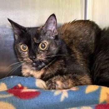 Tolikko -  Domestic Short Hair Cat for Adoption in Emporia, Kansas - Tolikko | PetCurious