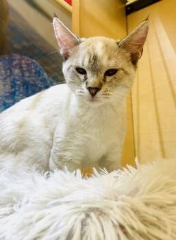 Pebbles (bonded to Bam Bam) -  Siamese and Domestic Short Hair Cat for Adoption in Austin, Texas - Pebbles (bonded To Bam Bam) | PetCurious