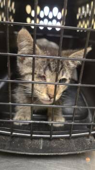 A044538 -  Domestic Short Hair Cat for Adoption in Texas City, Texas - A044538 | PetCurious