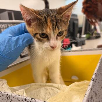 KJ -  Domestic Short Hair Cat for Adoption in Philadelphia, Pennsylvania - KJ | PetCurious