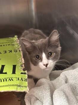 Emu -  Domestic Short Hair Cat for Adoption in Roseville, California - Emu | PetCurious