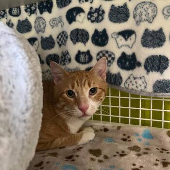 Domestic Short Hair Cats Available for Adoption - Pacino | PetCurious