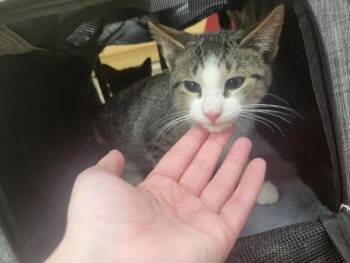 Rescue Domestic Short Hair Cats for Adoption in Woodmere, New York - Reggie | PetCurious