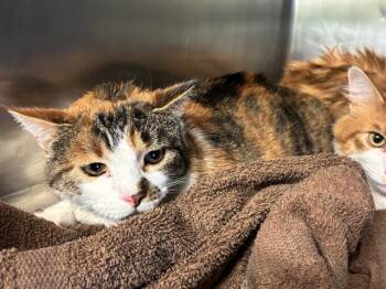 AUTUMN -  Domestic Medium Hair and Domestic Short Hair Cat for Adoption in Grand Prairie, Texas - AUTUMN | PetCurious