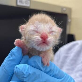 Macaroon -  Domestic Short Hair Cat for Adoption in West Palm Beach, Florida - Macaroon | PetCurious