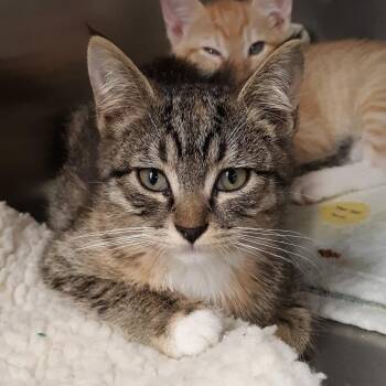 Honeybee -  Domestic Short Hair Cat for Adoption in Spokane, Washington - Honeybee | PetCurious