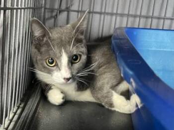 Dorothy -  Domestic Short Hair Cat for Adoption in Seneca, South Carolina - Dorothy | PetCurious