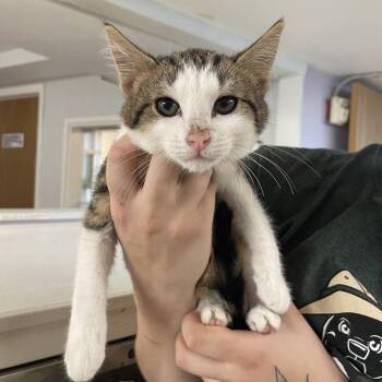 Hawk -  Domestic Short Hair Cat Available for Adoption in Madison, Wisconsin - Hawk | PetCurious