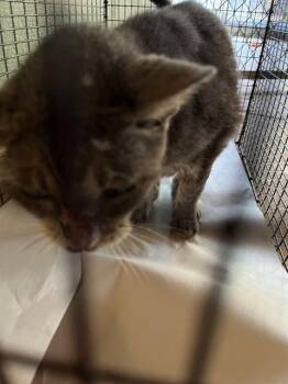 ALPHA -  Domestic Long Hair Cat for Adoption in Doral, Florida - ALPHA | PetCurious
