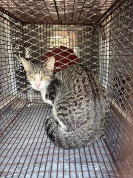 Shrieker -  Domestic Short Hair Cat for Adoption in New Braunfels, Texas - Shrieker | PetCurious