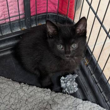 James -  Domestic Short Hair Cat for Adoption in Cape Girardeau, Missouri - James | PetCurious