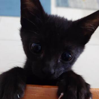 Amira -  Domestic Short Hair Cat for Adoption in West Palm Beach, Florida - Amira | PetCurious