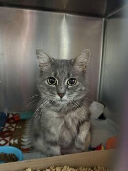 Madeline -  Domestic Short Hair Cat for Adoption in Cincinnati, Ohio - Madeline | PetCurious