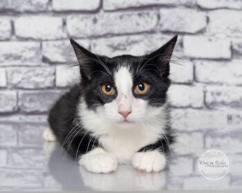 Jack -  Domestic Short Hair and Tuxedo Cat for Adoption in Tuscaloosa, Alabama - Jack | PetCurious