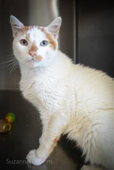 Domestic Short Hair Cats Available for Adoption in Elmwood, Louisiana - Alvin | PetCurious