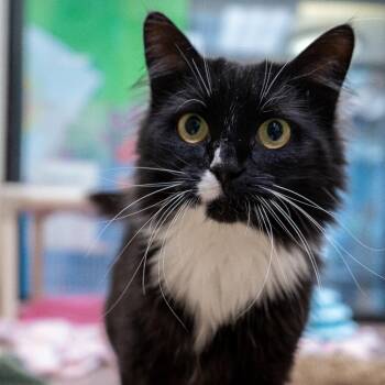 Domino -  Domestic Medium Hair Cat for Adoption in Cheyenne, Wyoming - Domino | PetCurious