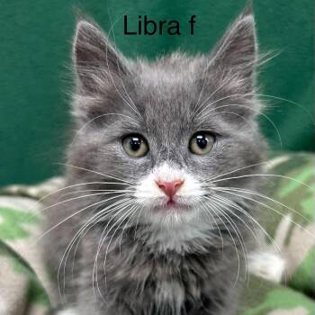 6 grey kittens -  American Shorthair Cat for Adoption in Bethel, Connecticut - 6 Grey Kittens | PetCurious