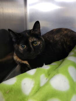 Rescue Domestic Short Hair Cats for Adoption in Cuyahoga Falls, Ohio - Torte | PetCurious