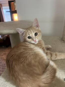 Clementine -  Domestic Short Hair Cat for Adoption in Millcreek, Utah - Clementine | PetCurious
