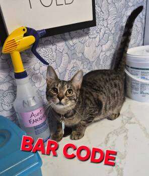 Bar Code -  Domestic Short Hair Cat for Adoption in Rome, Georgia - Bar Code | PetCurious