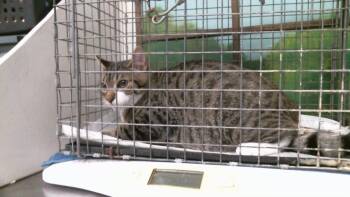 DIEGO -  Domestic Short Hair Cat for Adoption in Houston, Texas - DIEGO | PetCurious