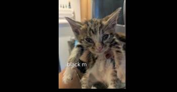 Ferdinand -  Domestic Short Hair and Tabby Cat for Adoption in Ruskin, Florida - Ferdinand | PetCurious