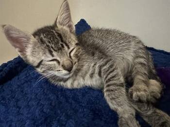 BEATRICE -  Domestic Short Hair Cat for Adoption in Mckinleyville, California - BEATRICE | PetCurious