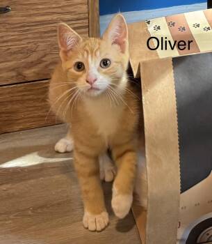 Oliver -  Tabby Cat for Adoption in Frederick, Maryland - Oliver | PetCurious