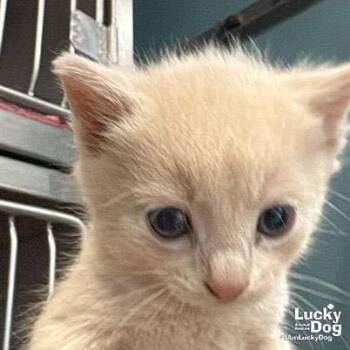 Colm -  Domestic Short Hair Cat for Adoption in Washington, District Of Columbia - Colm | PetCurious
