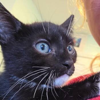 Jinnie -  Domestic Short Hair Cat for Adoption in Bel Air, Maryland - Jinnie | PetCurious