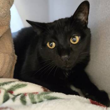 Izzy -  Domestic Short Hair Cat for Adoption in Pittsburgh, Pennsylvania - Izzy | PetCurious