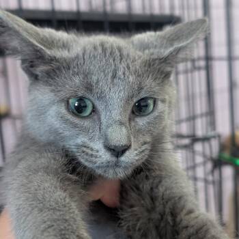 Smoke -  Domestic Short Hair Cat for Adoption in West Plains, Missouri - Smoke | PetCurious