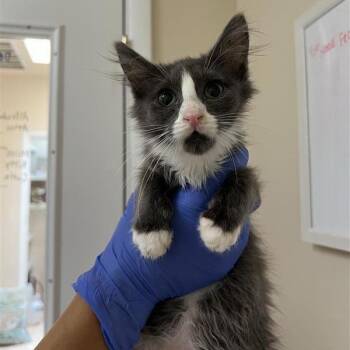 Miles -  Domestic Medium Hair Cat for Adoption in Kanab, Utah - Miles | PetCurious