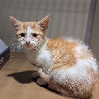 Tansy -  Domestic Short Hair Cat for Adoption in Jeffersonville, Indiana - Tansy | PetCurious