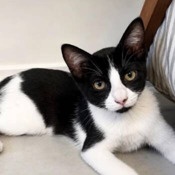 Totoro -  Domestic Short Hair Cat for Adoption in Los Angeles, California - Totoro | PetCurious