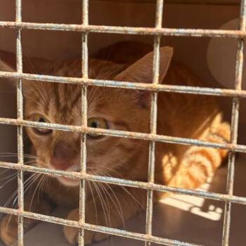 Tilly -  Domestic Short Hair Cat for Adoption in Montgomery, Alabama - Tilly | PetCurious