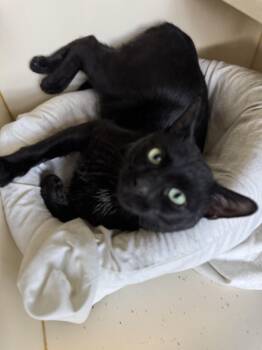 Rescue Domestic Short Hair Cats for Adoption in Mokena, Illinois - Simon Pimon | PetCurious