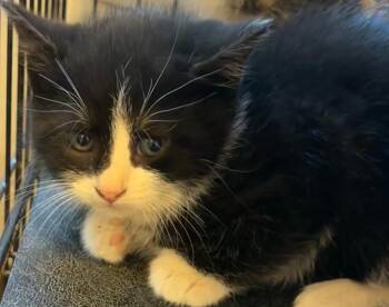 Domestic Short Hair Cats Available for Adoption in Elizabethton, Tennessee - Pumbaa | PetCurious