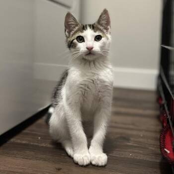 Jeep--In Foster -  Domestic Short Hair Cat for Adoption in Fargo, North Dakota - Jeep--In Foster | PetCurious