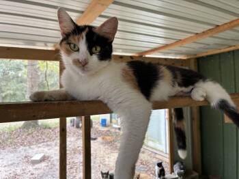 Mystique -  Domestic Short Hair Cat for Adoption in Hartford, Alabama - Mystique | PetCurious