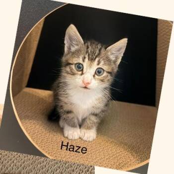 Haze -  Domestic Short Hair Cat for Adoption in Mooresville, North Carolina - Haze | PetCurious