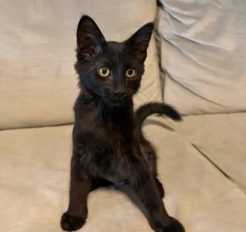 Birdie 3 -  Domestic Medium Hair Cat for Adoption in Tucson, Arizona - Birdie 3 | PetCurious