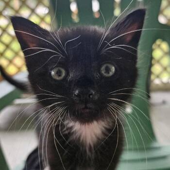 Einstein (fka Dessie) -  Domestic Short Hair Cat for Adoption in Cumming, Georgia - Einstein (fka Dessie) | PetCurious