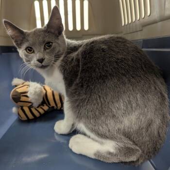 Lucky Money -  Domestic Short Hair Cat for Adoption in Evansville, Indiana - Lucky Money | PetCurious