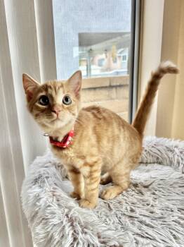 Santiago -  Tabby and Domestic Short Hair Cat for Adoption in Laguna Niguel, California - Santiago | PetCurious
