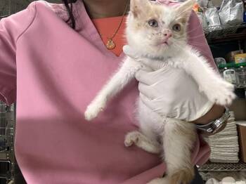 MR. FANTASTIC -  Domestic Short Hair Cat for Adoption in Riverside, California - MR. FANTASTIC | PetCurious