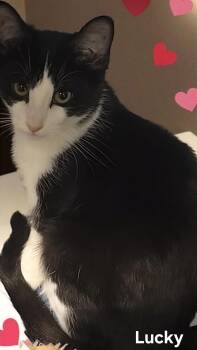 Rescue Tuxedo Cats for Adoption in Fort Erie, Ontario - Lucky | PetCurious