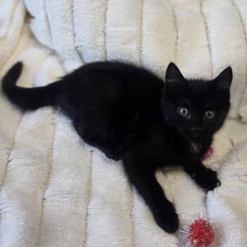 She-Hulk -  Domestic Short Hair Cat for Adoption in Lowell, Arkansas - She-Hulk | PetCurious