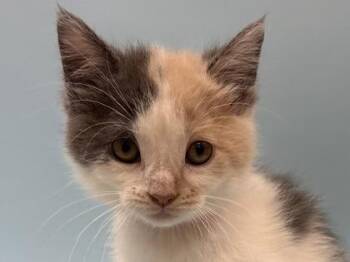 Sandy -  Domestic Medium Hair and Domestic Short Hair Cat for Adoption in Woodbury, Minnesota - Sandy | PetCurious